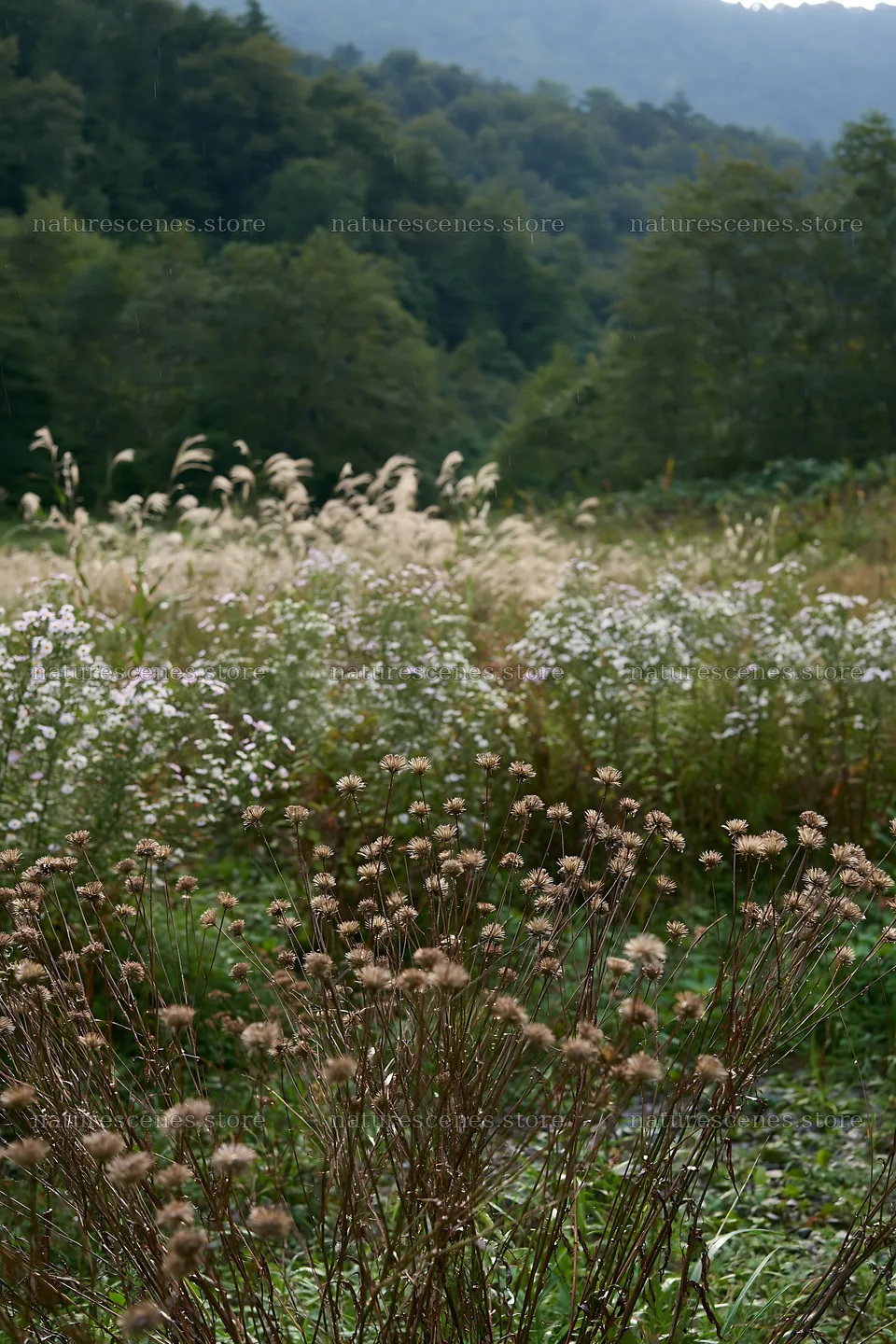 Iwate rain refreshed meadow seedhead foreground with blurred plants – nature scenes 6480x9722