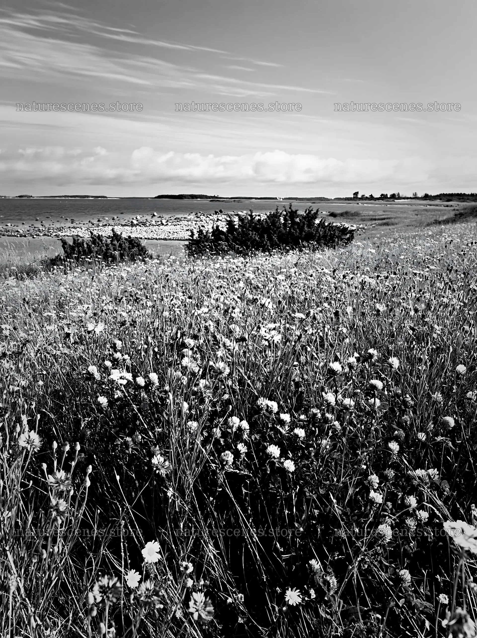 Clover and cornflower meadow by the seaside – nature scenes 6866x9174