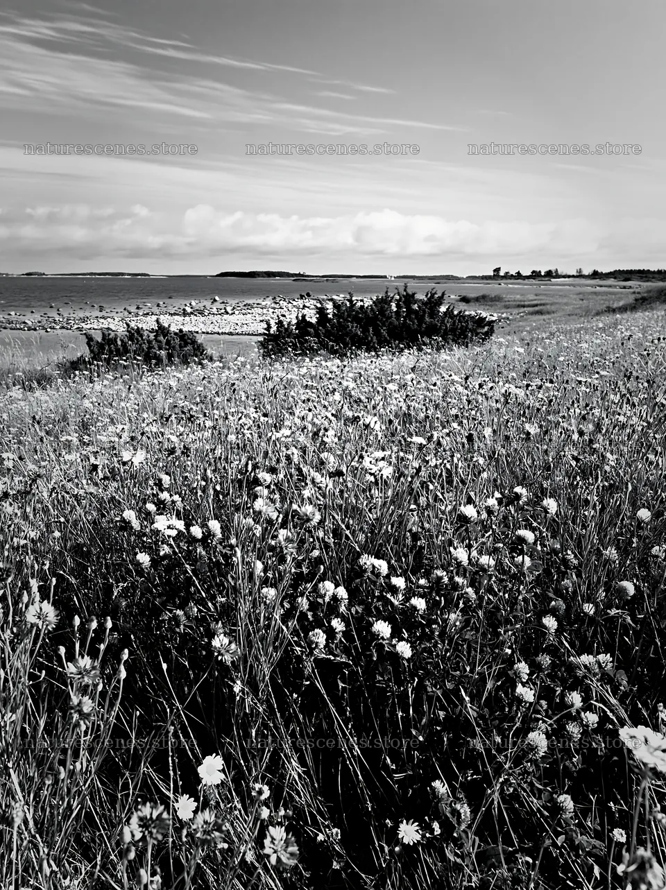 Clover and cornflower meadow by the seaside – nature scenes 6866x9174