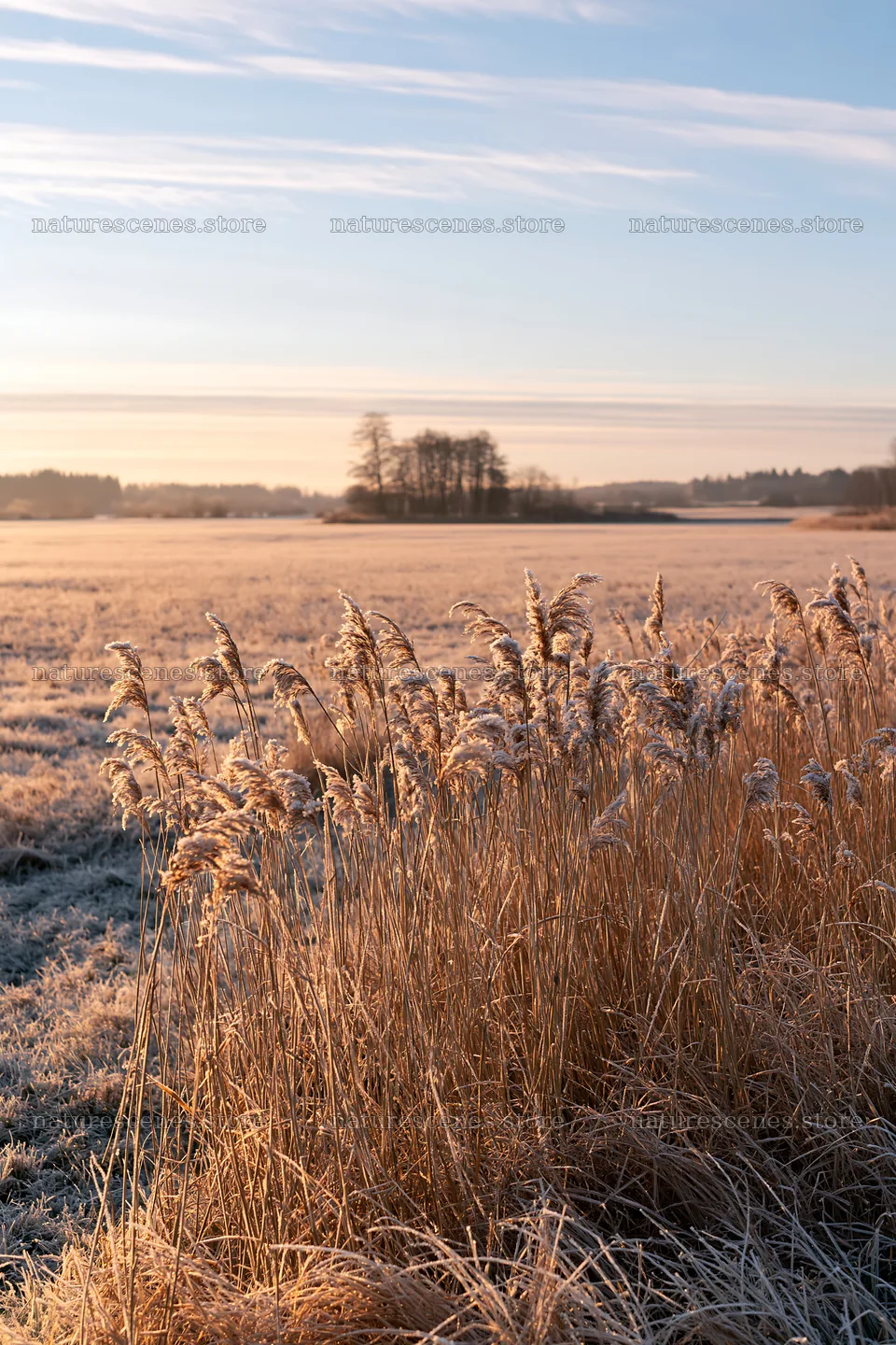 Saga floodplain meadow with reeds in frost at sunrise – nature scenes 6480x9722
