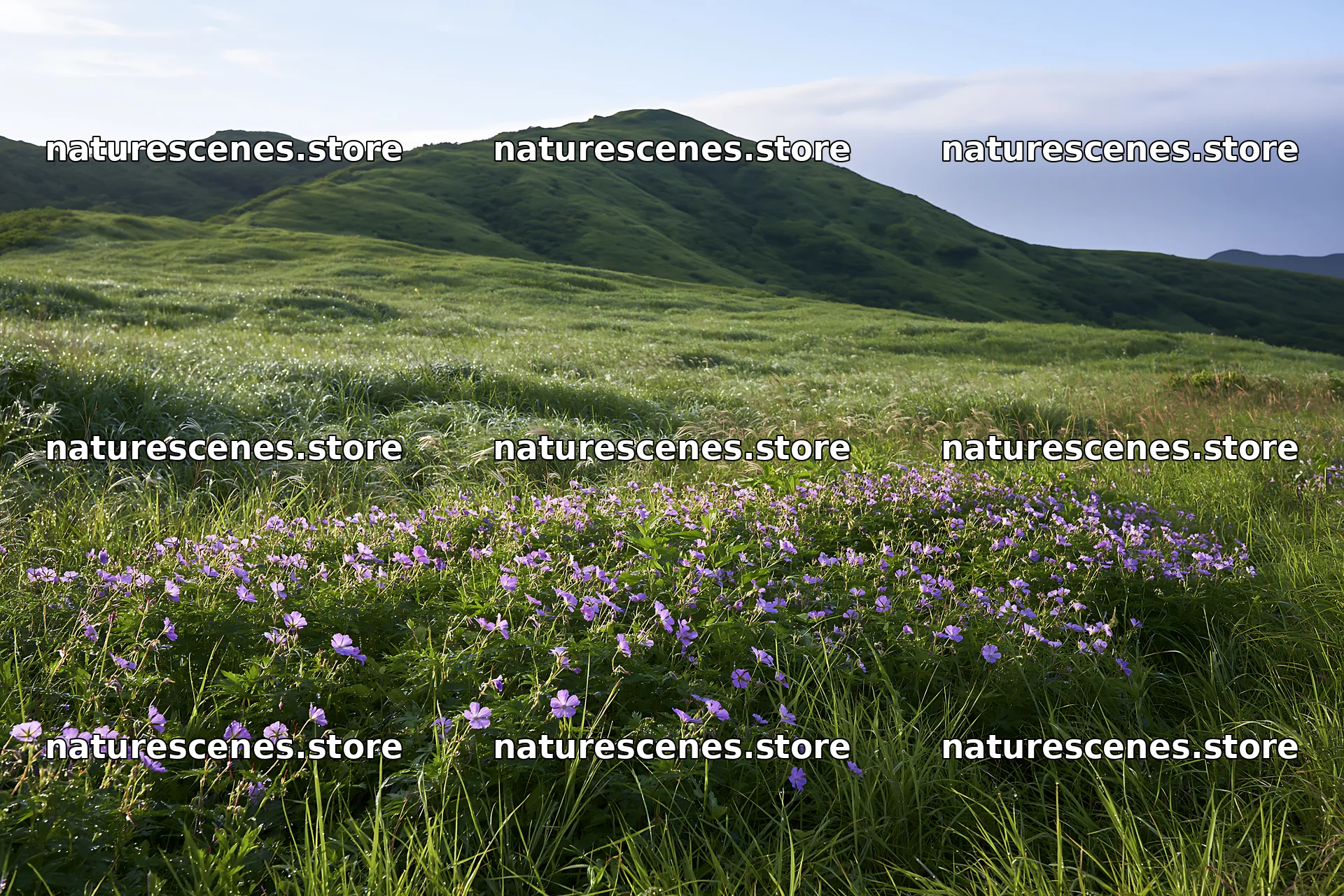 Expansive Hokkaido restoration meadow with dewdrops – nature scenes 9722x6480