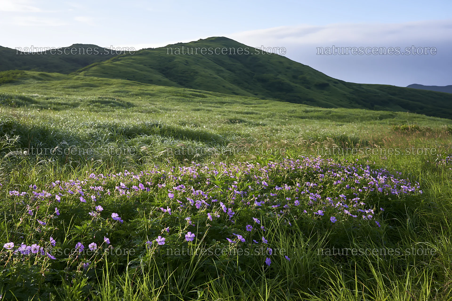 Expansive Hokkaido restoration meadow with dewdrops – nature scenes 9722x6480