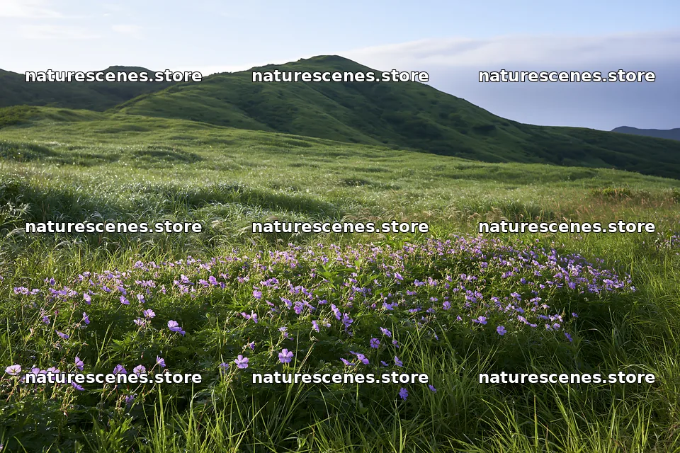 Expansive Hokkaido restoration meadow with dewdrops – nature scenes 9722x6480