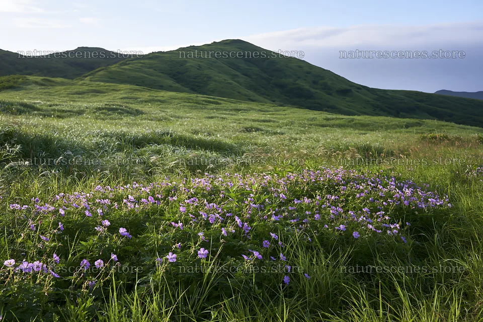 Expansive Hokkaido restoration meadow with dewdrops – nature scenes 9722x6480