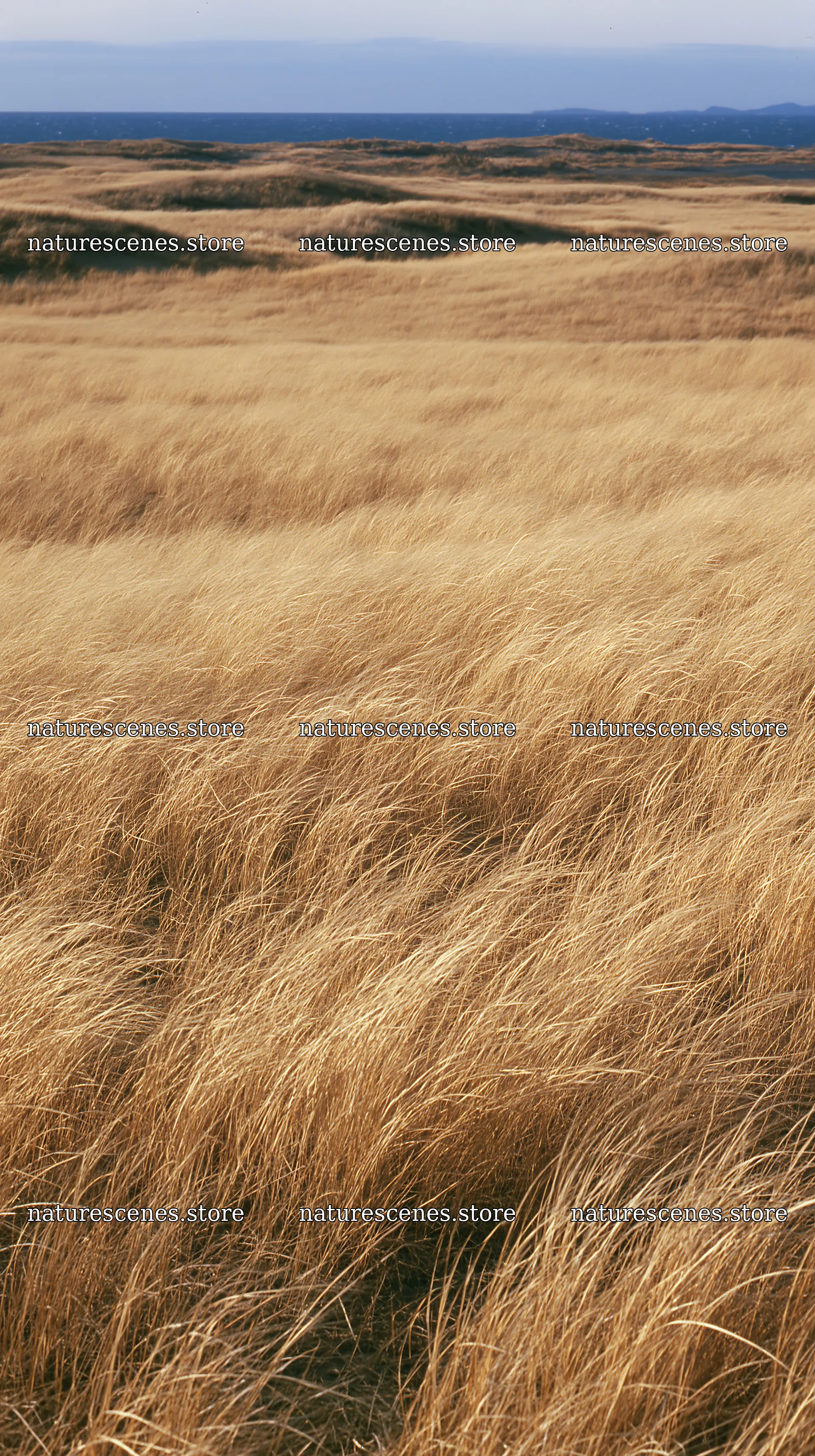 Tottori windy meadow with dune grasses – nature scenes 5938x10608