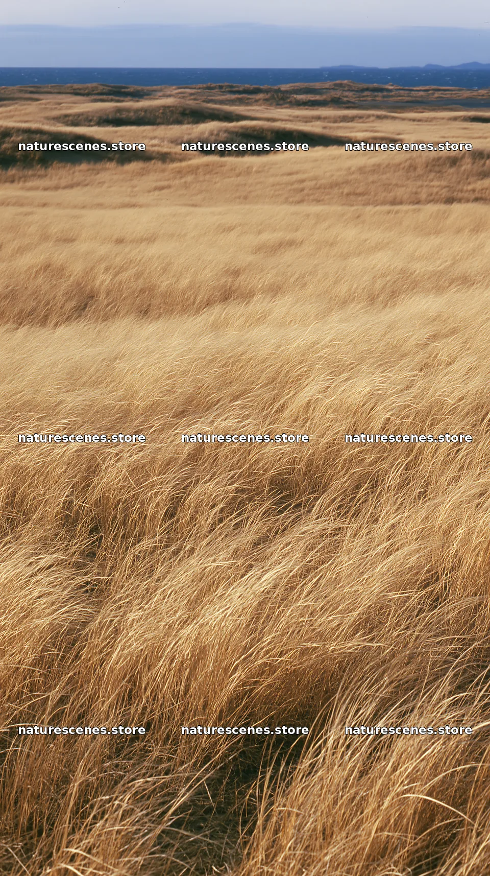 Tottori windy meadow with dune grasses – nature scenes 5938x10608