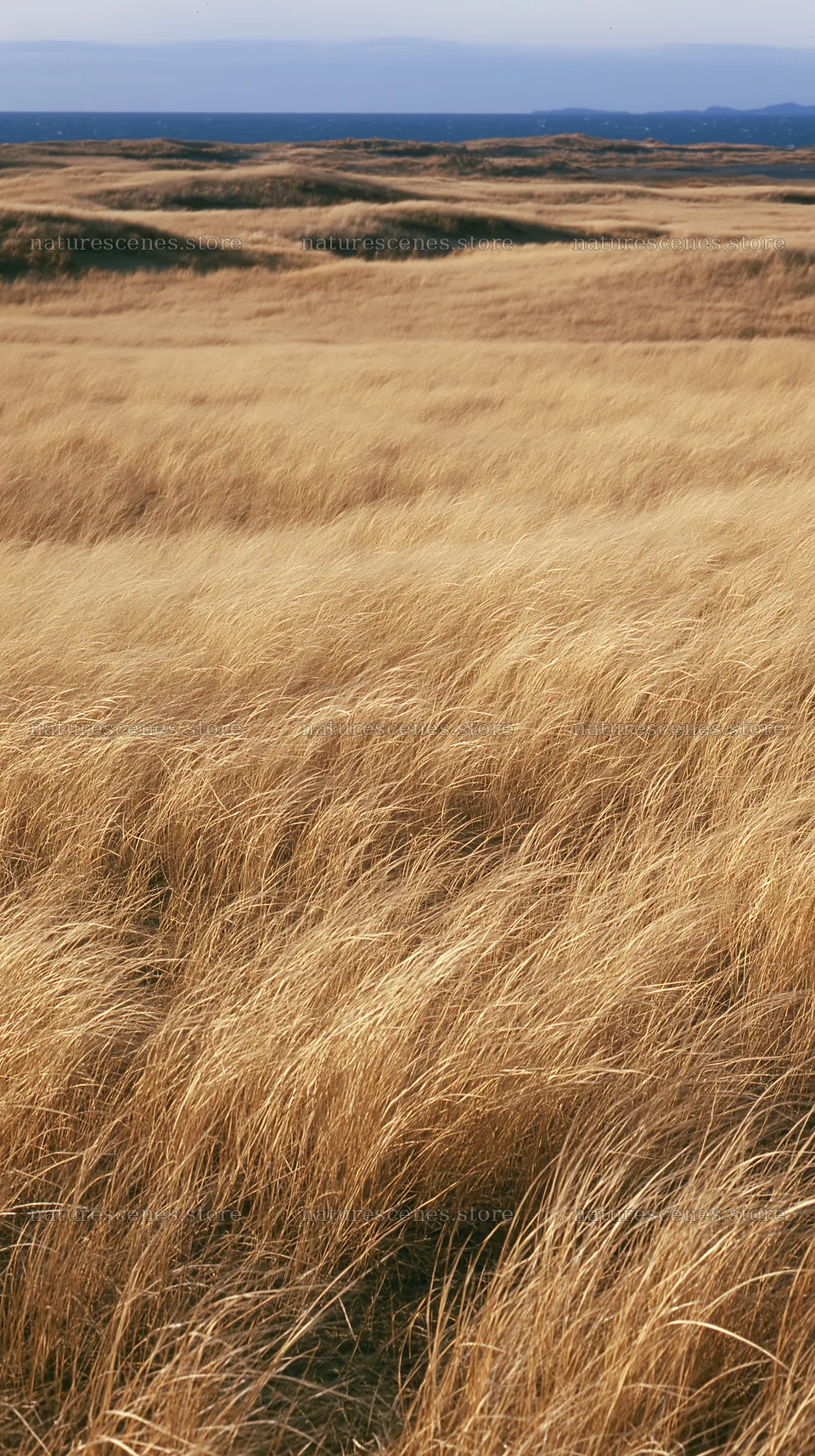 Tottori windy meadow with dune grasses – nature scenes 5938x10608