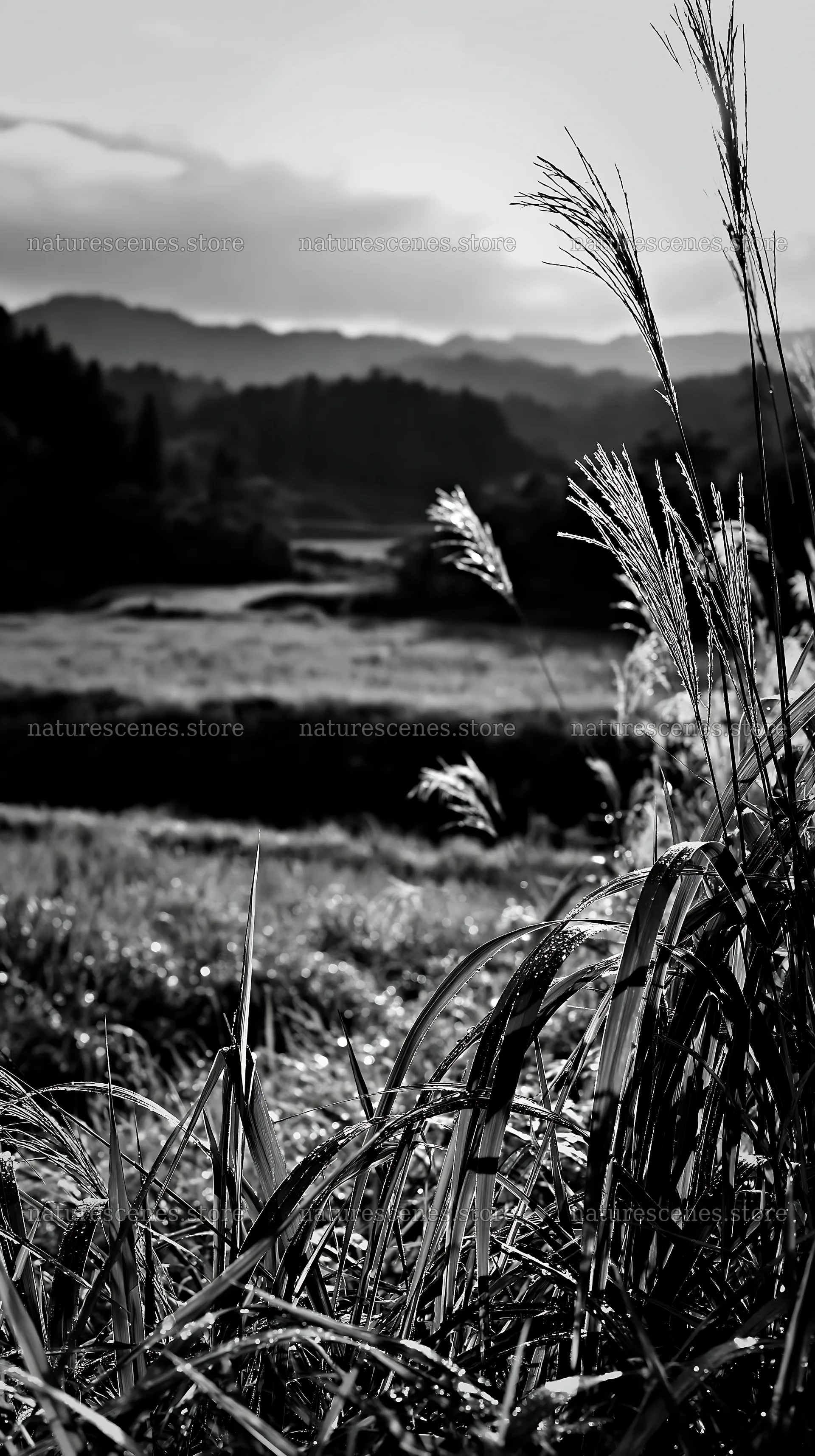 Fukui native grass meadow with rain droplets in black and white – nature scenes 5938x10608