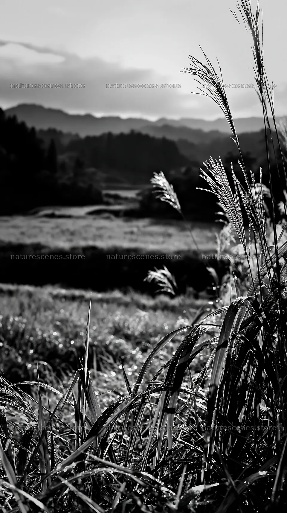 Fukui native grass meadow with rain droplets in black and white – nature scenes 5938x10608