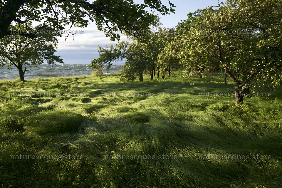 Seaside orchard meadow with grass and trees – nature scenes 9722x6480