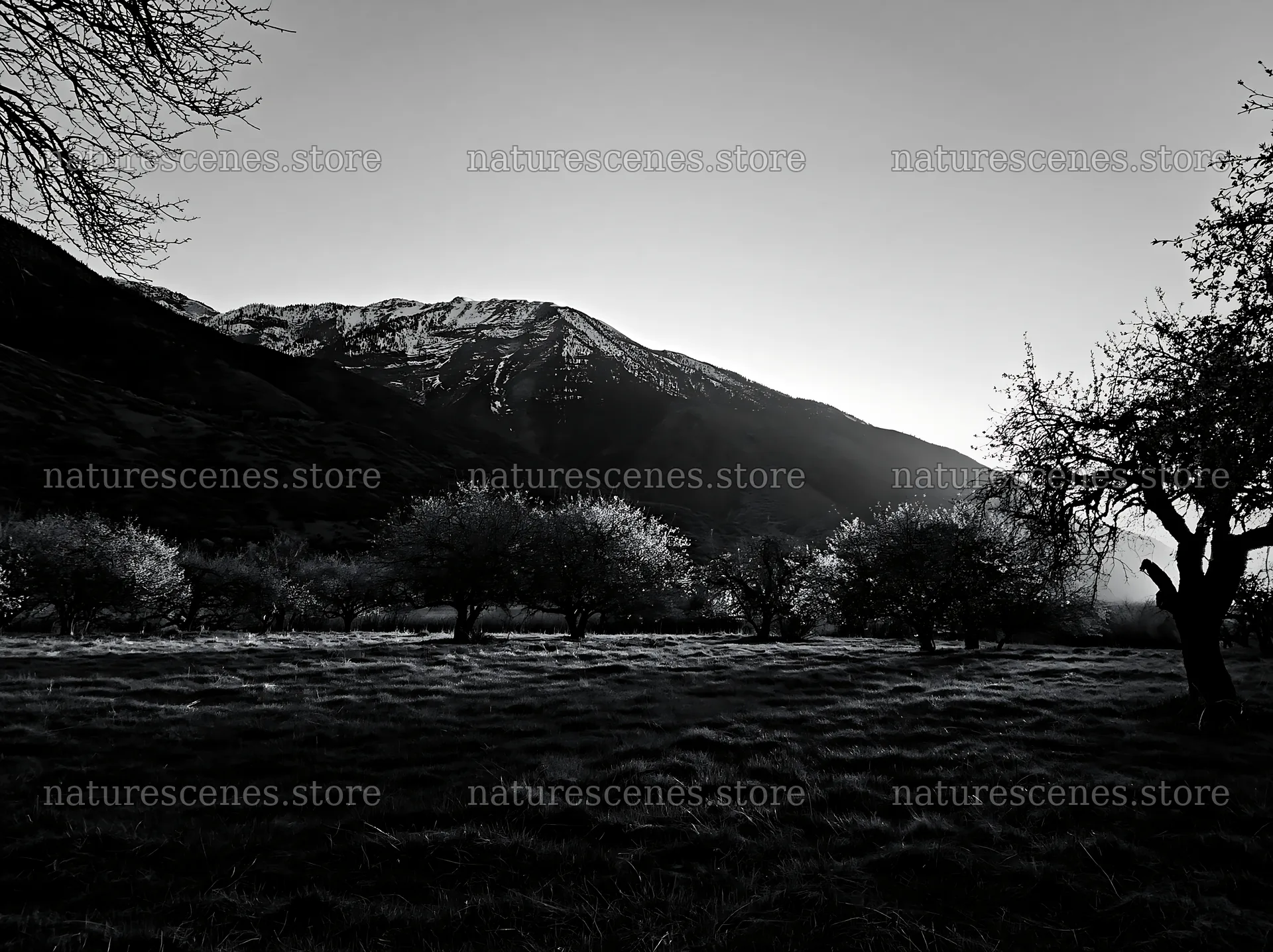 Apple trees in valley meadow near mountains at dusk – nature scenes 9174x6866