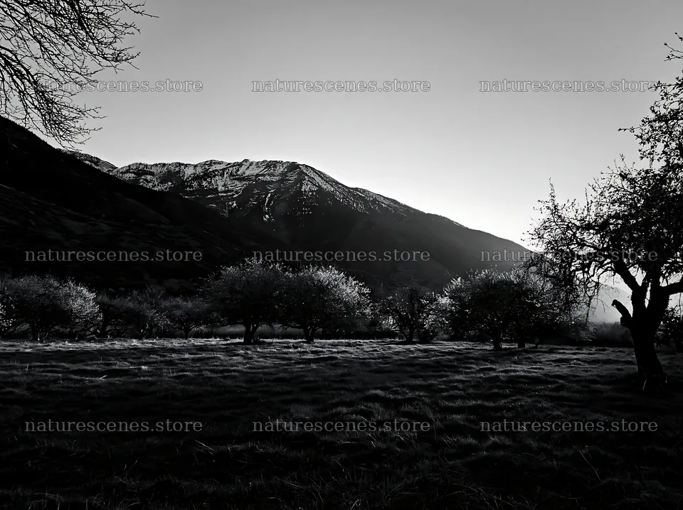 Apple trees in valley meadow near mountains at dusk – nature scenes 9174x6866