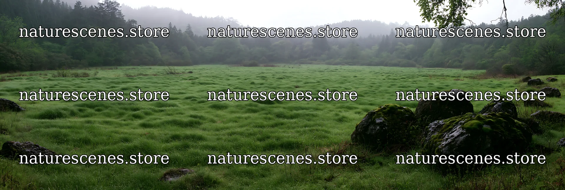 Miyagi spring recovery meadow mossy stone in lush green setting – nature scenes 13690x4602