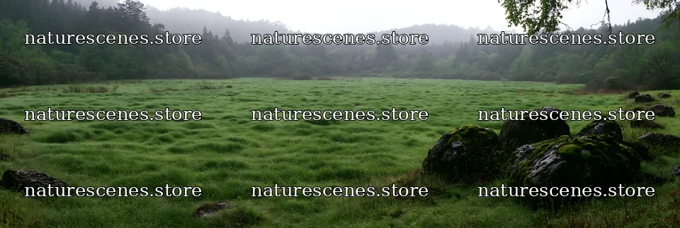 Miyagi spring recovery meadow mossy stone in lush green setting – nature scenes 13690x4602