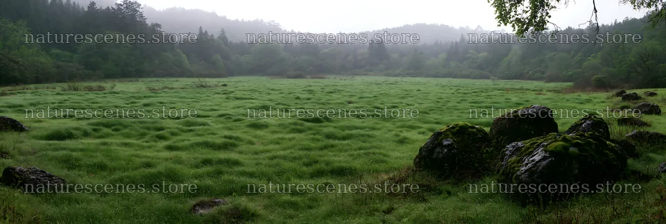 Miyagi spring recovery meadow mossy stone in lush green setting – nature scenes 13690x4602