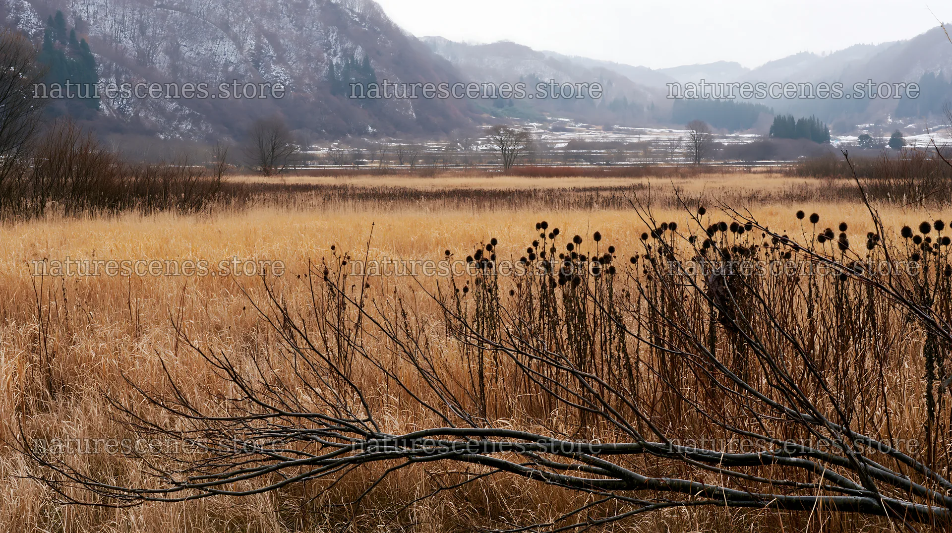 Yamagata rewilded meadow fallen branch foreground – nature scenes 10608x5938