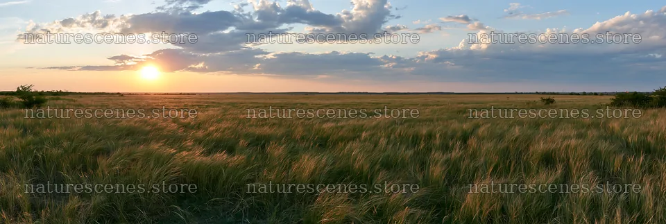 Golden rays shine over seedhead meadow at sunset – nature scenes 13690x4602