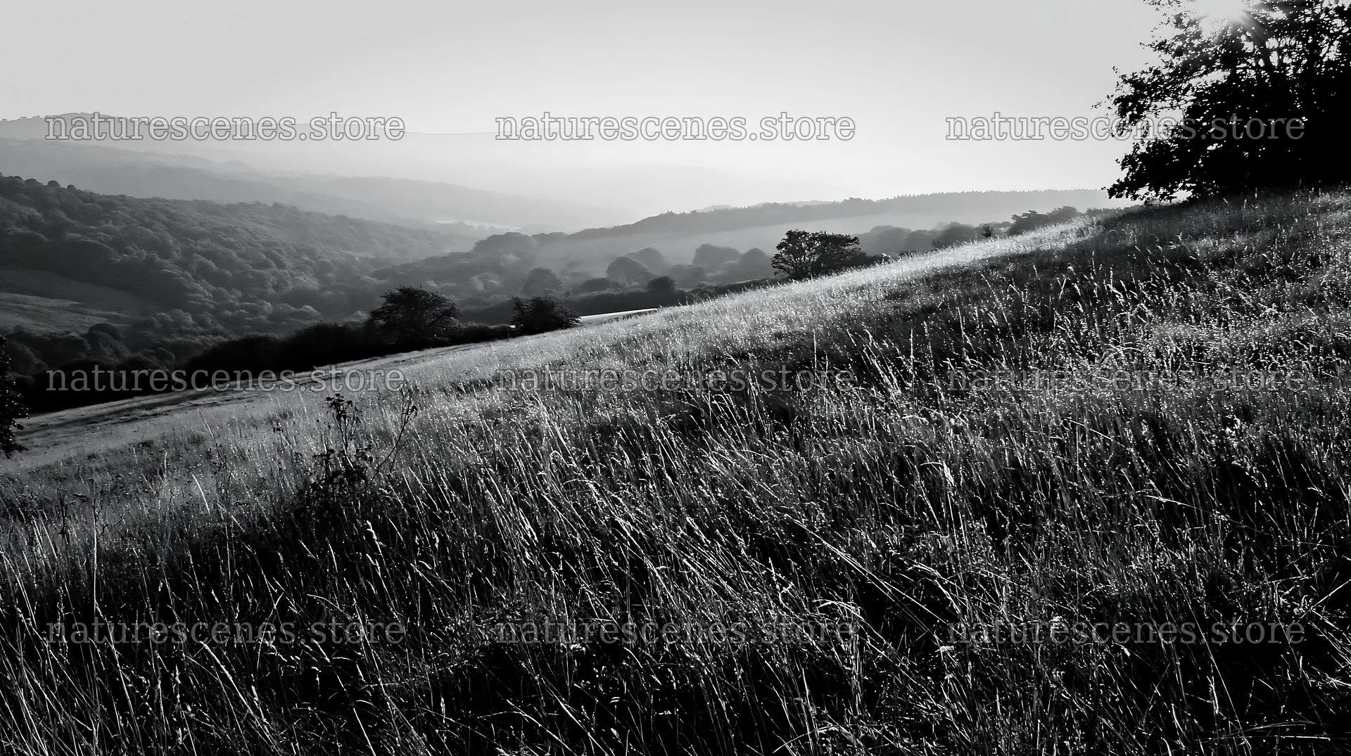 Meadow in early morning light with dew on grass – nature scenes 10608x5938