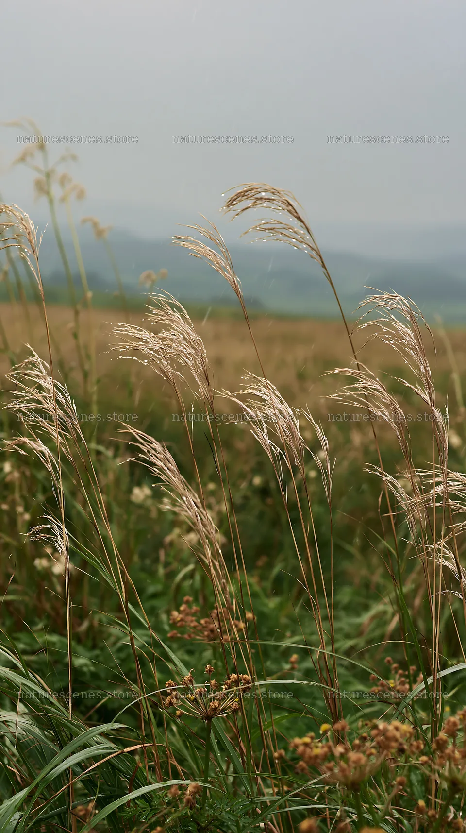 Iwate rain refreshed meadow seedhead foreground – nature scenes 5938x10608
