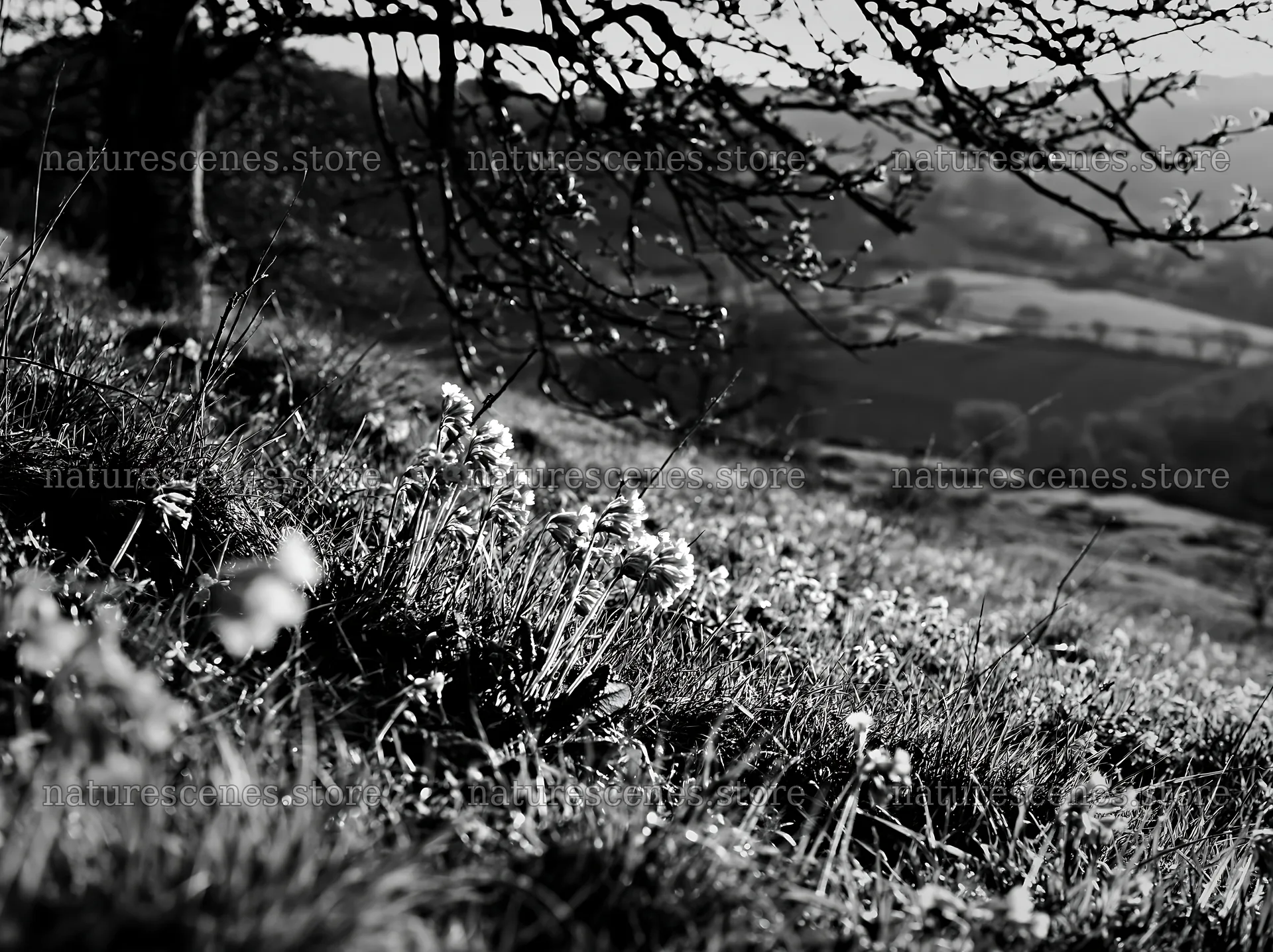Hillside apple meadow with flowers and tree branches – nature scenes 9174x6866