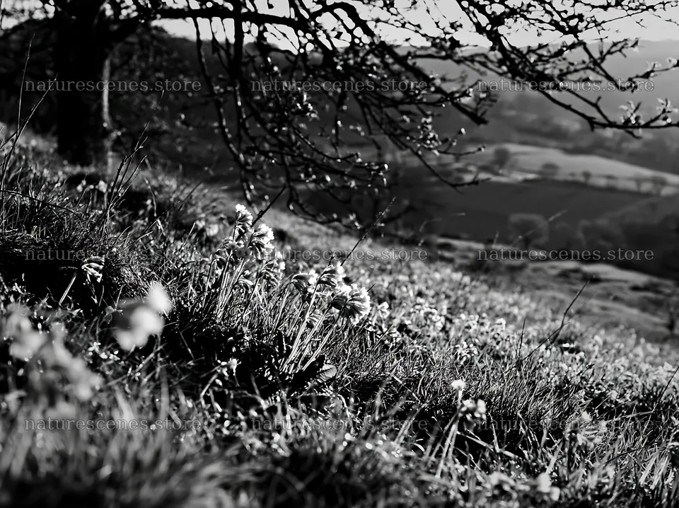 Hillside apple meadow with flowers and tree branches – nature scenes 9174x6866