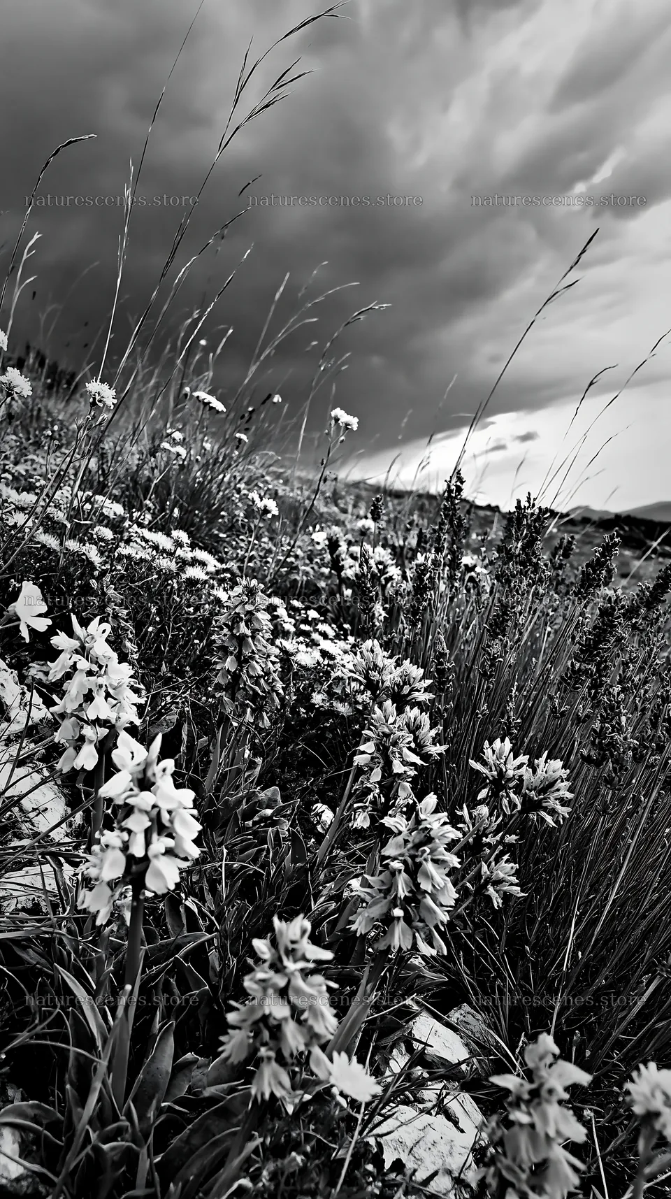 Colorful meadow filled with orchids and wildflowers – nature scenes 5938x10608
