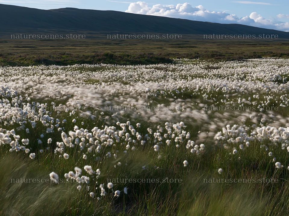 Cottongrass meadow with soft glow under clear sky – nature scenes 9174x6866