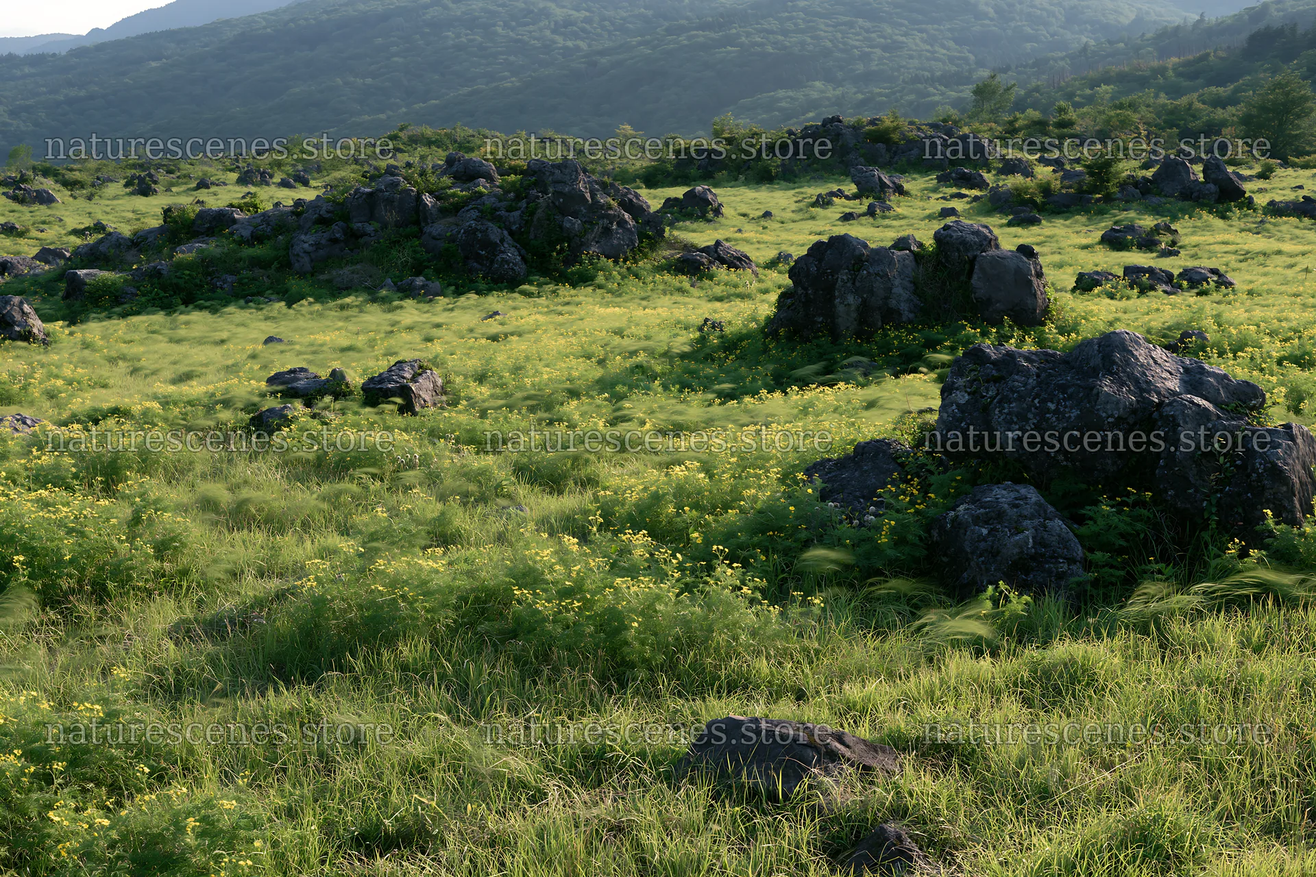 Yamanashi regenerative meadow with basalt stones in natural setting – nature scenes 9722x6480