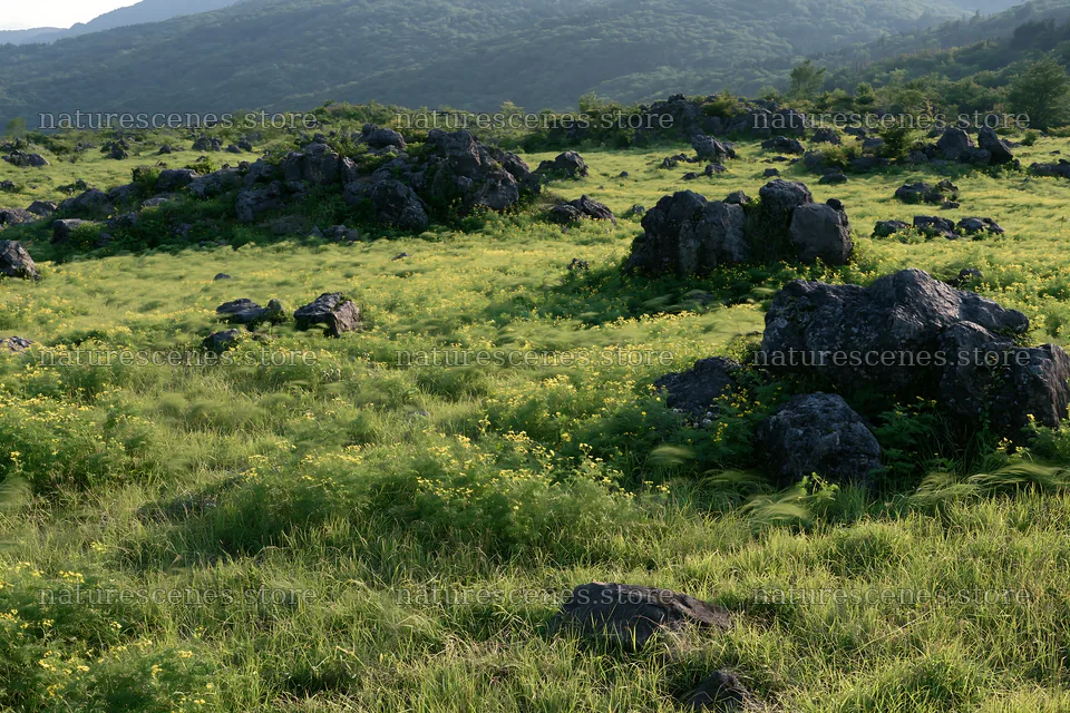 Yamanashi regenerative meadow with basalt stones in natural setting – nature scenes 9722x6480