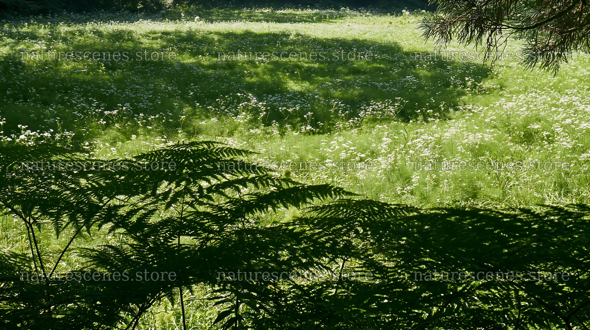 Nara summer meadow with fern foreground and green field – nature scenes 10608x5938