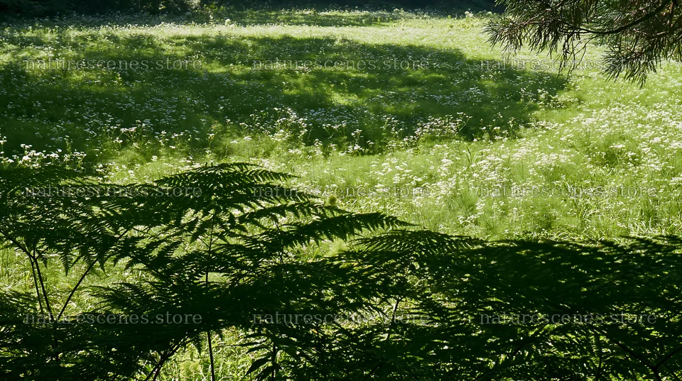 Nara summer meadow with fern foreground and green field – nature scenes 10608x5938