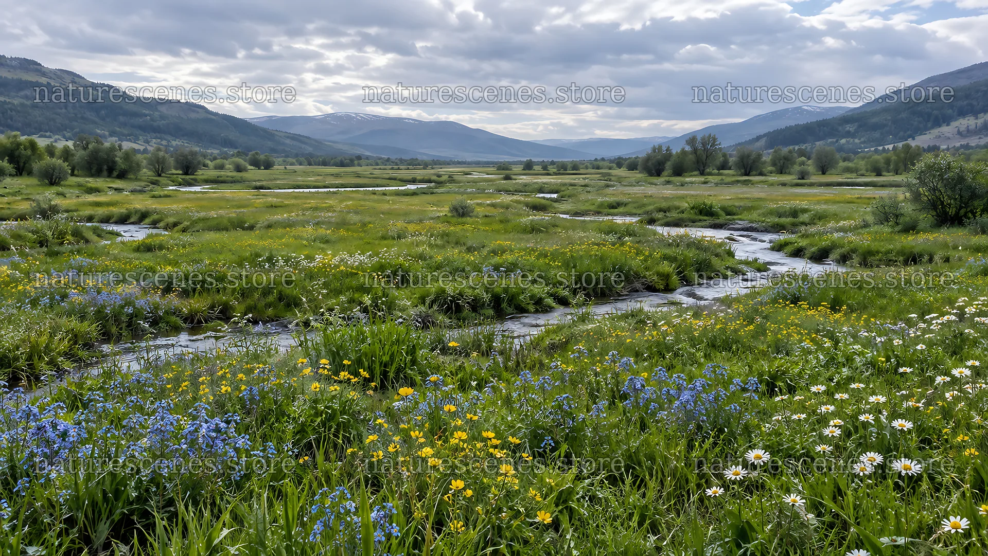 Colorful Wildflowers Across a Mountain Meadow – nature scenes 10324x5812