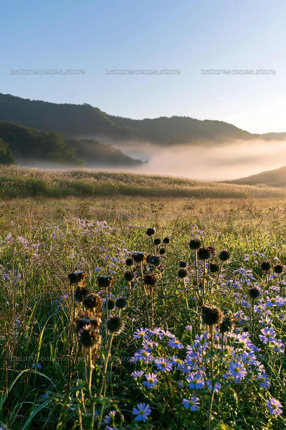 Dew covered silver grass meadow in Nagano – nature scenes 6480x9722