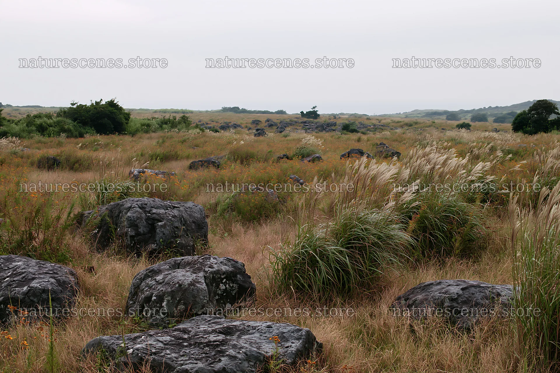 Kanagawa heat resilient meadow volcanic stones in a grassy field – nature scenes 9722x6480