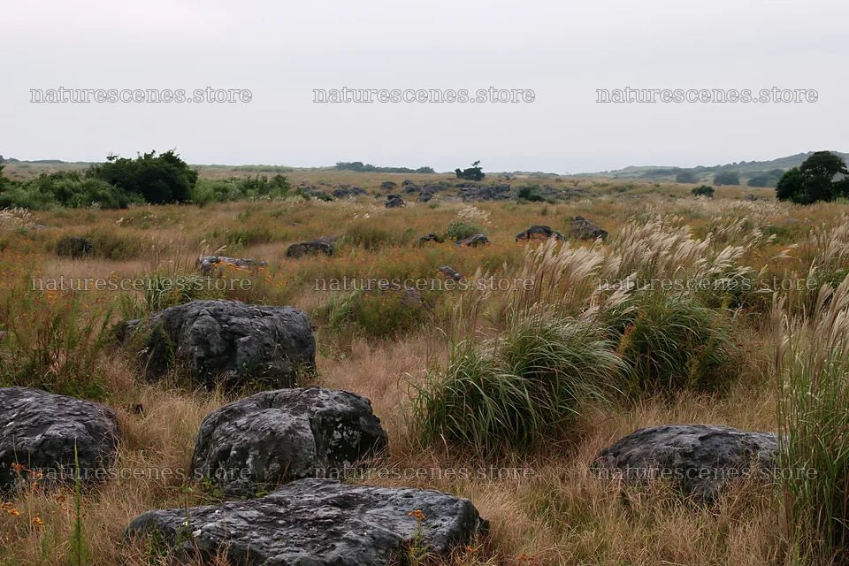 Kanagawa heat resilient meadow volcanic stones in a grassy field – nature scenes 9722x6480