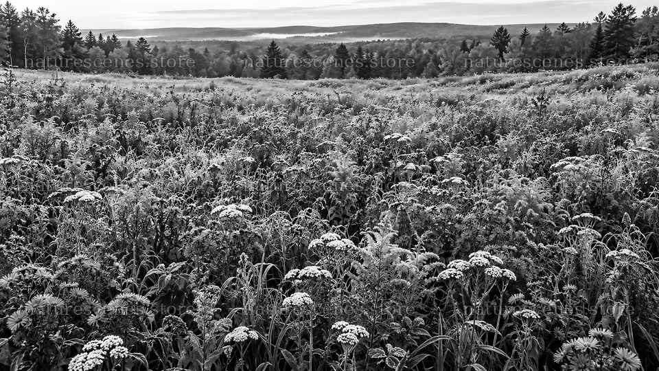 Monochrome Wildflower Meadow and Forested Hills – nature scenes 10324x5812