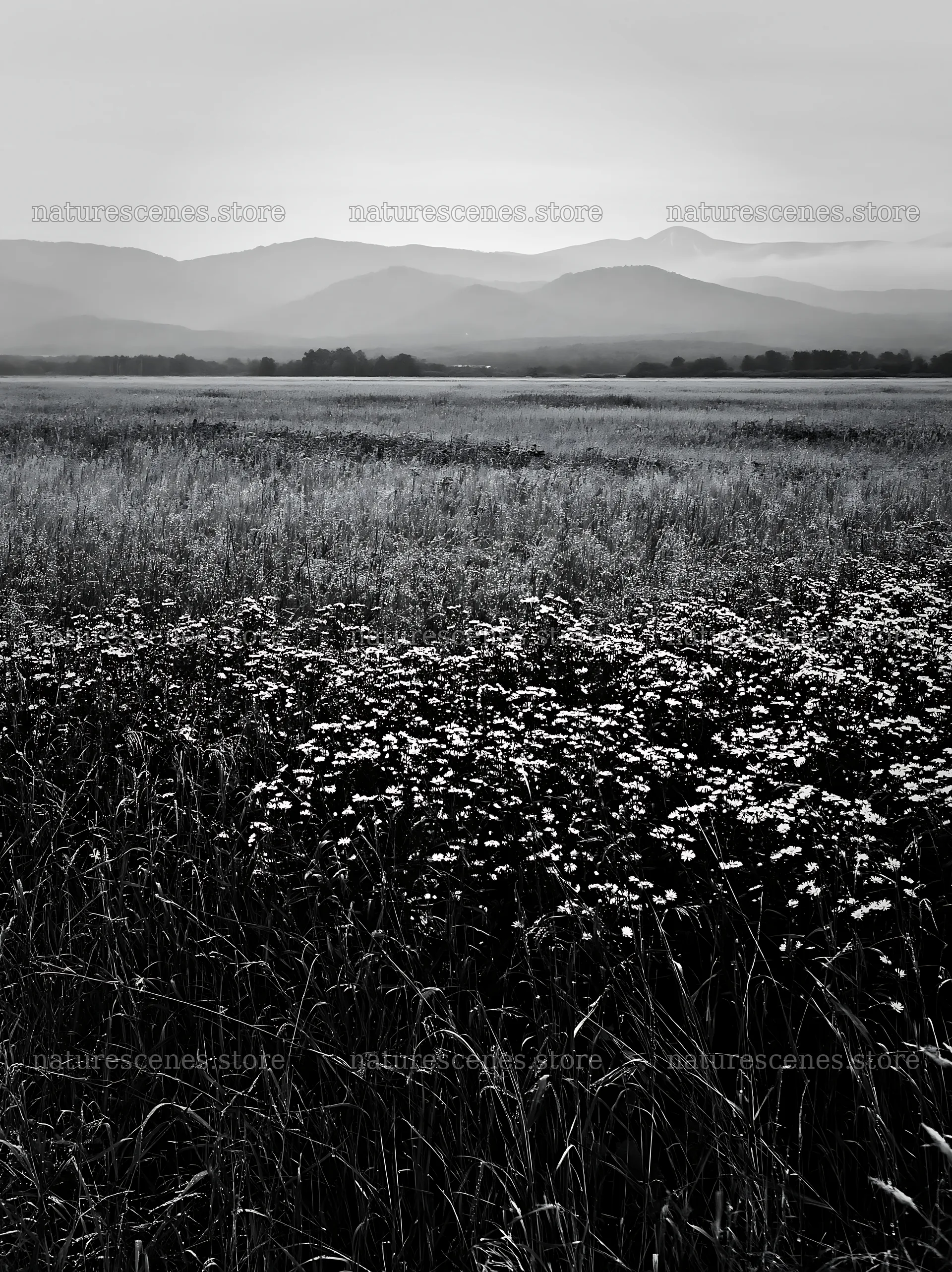 Expansive Hokkaido restoration meadow with dewdrops – nature scenes 6866x9174