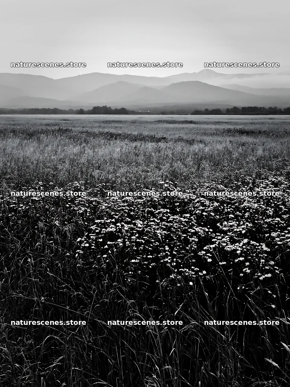 Expansive Hokkaido restoration meadow with dewdrops – nature scenes 6866x9174