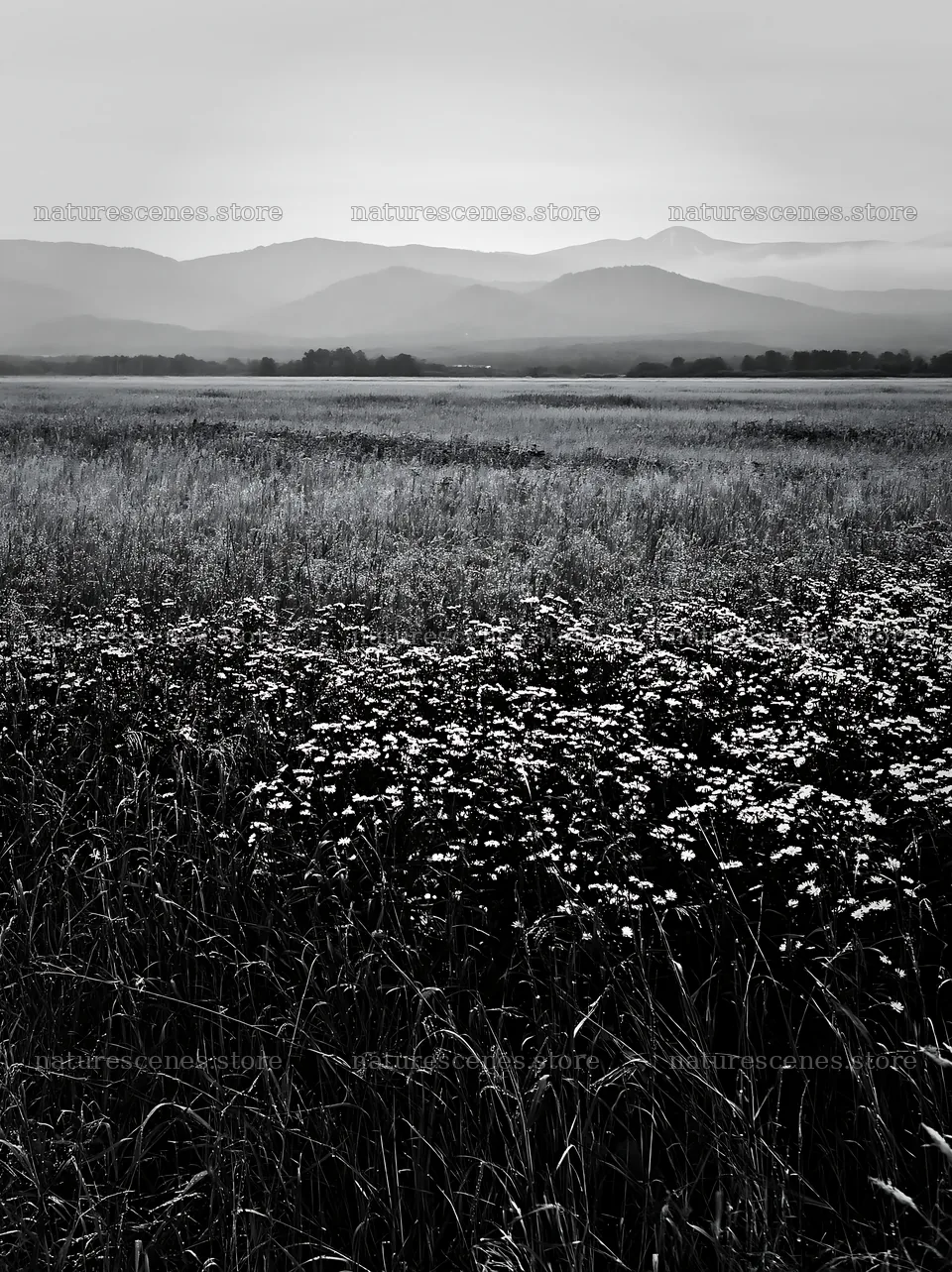 Expansive Hokkaido restoration meadow with dewdrops – nature scenes 6866x9174