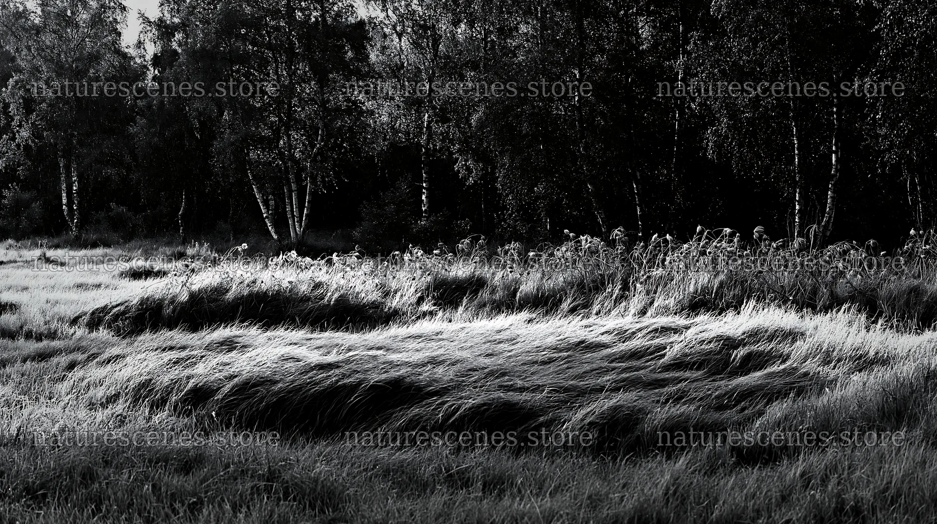 Birch forest meadow with tall grass in soft light – nature scenes 10608x5938