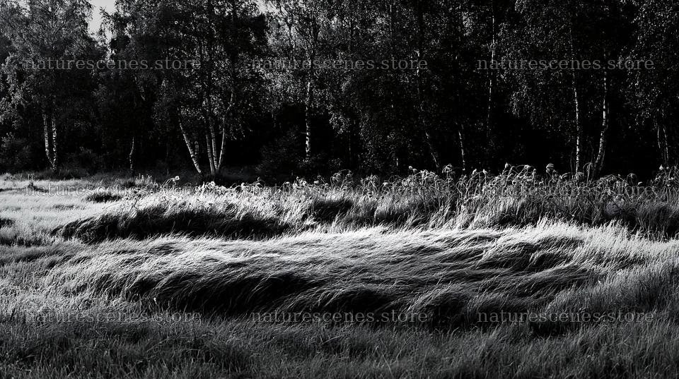 Birch forest meadow with tall grass in soft light – nature scenes 10608x5938