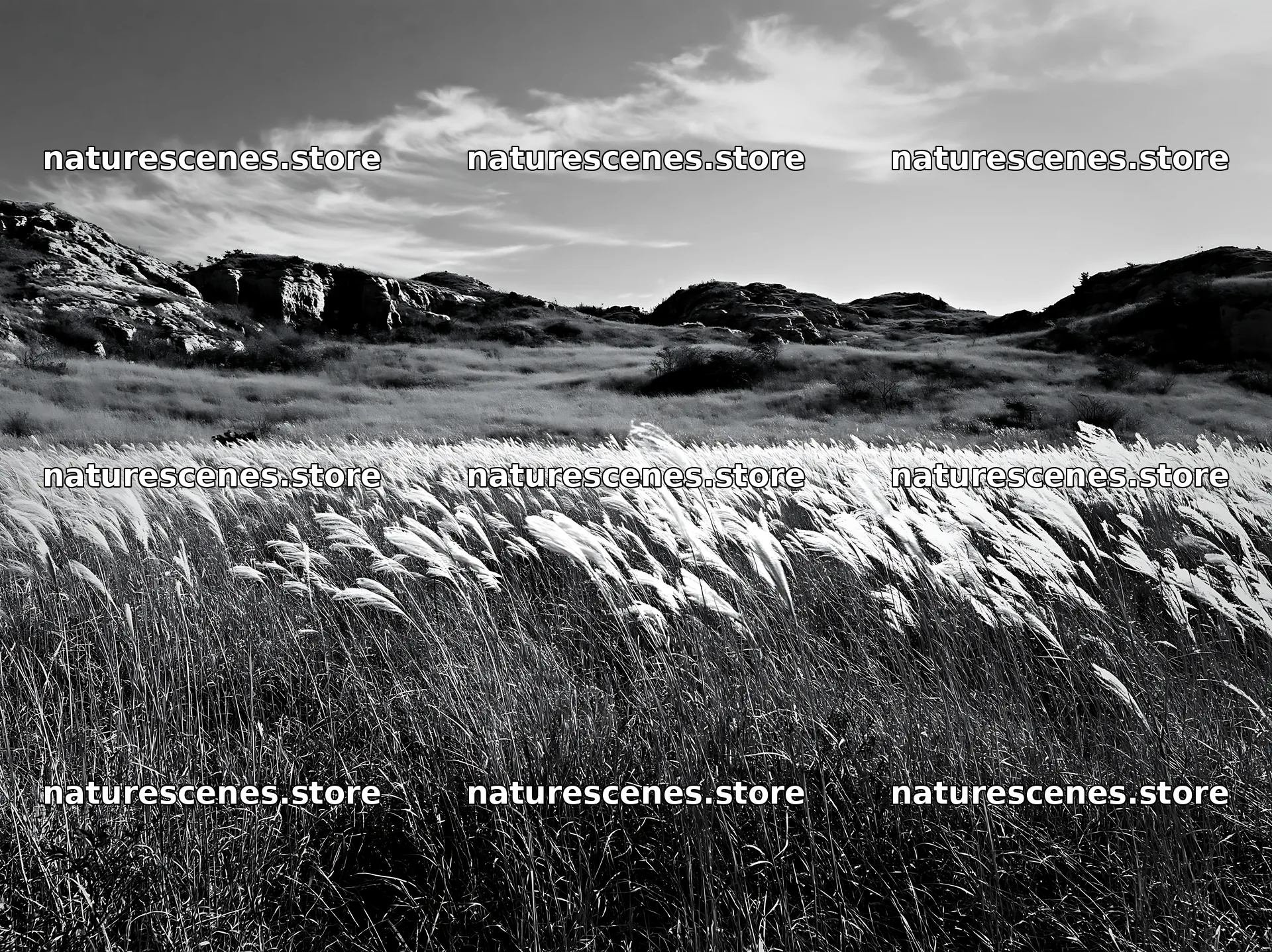 Okayama golden meadow with seedhead foreground – nature scenes 9174x6866