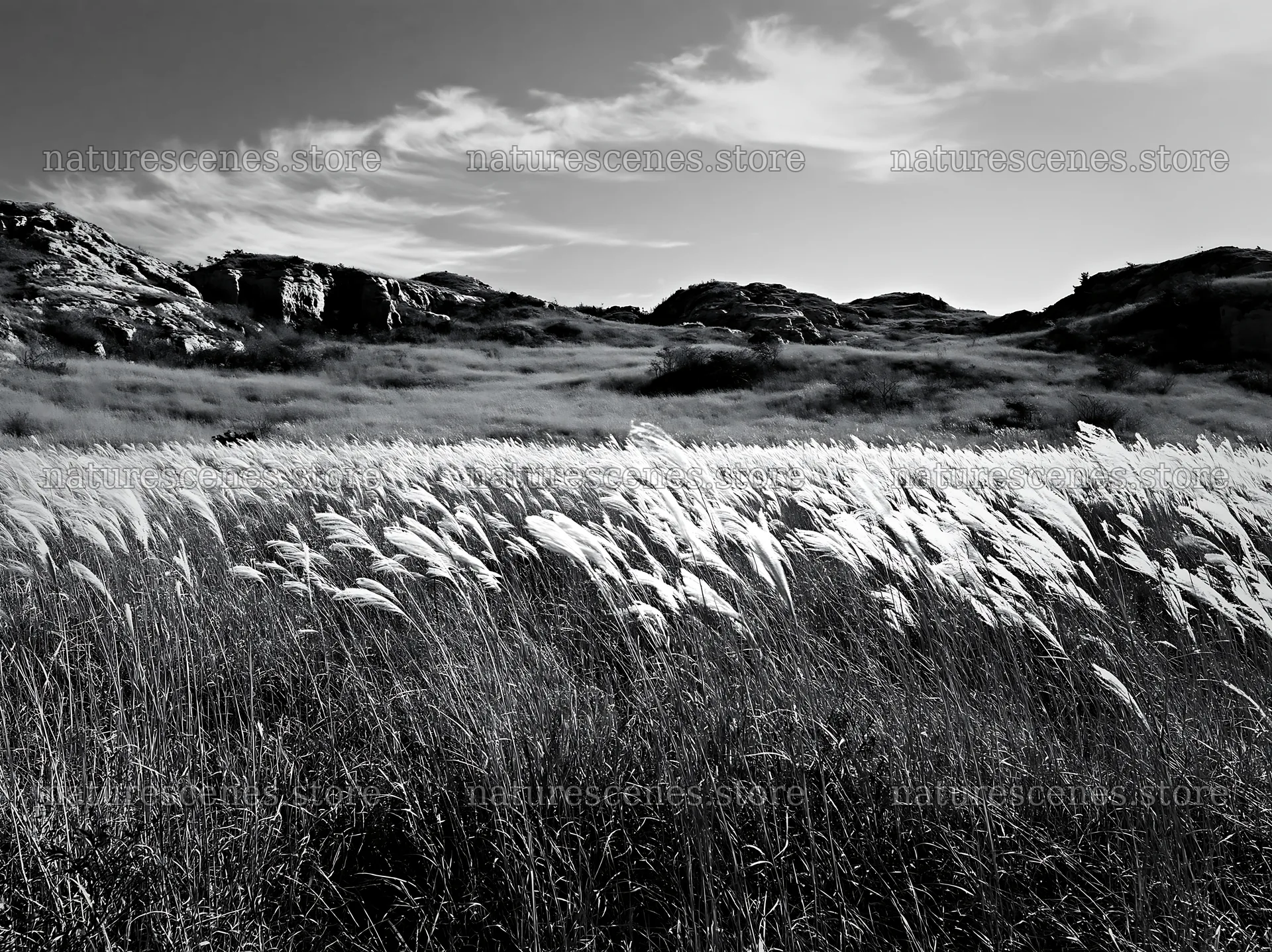 Okayama golden meadow with seedhead foreground – nature scenes 9174x6866