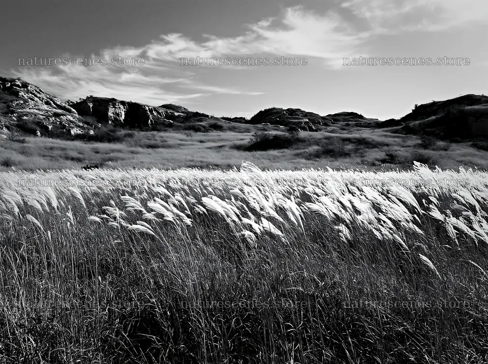 Okayama golden meadow with seedhead foreground – nature scenes 9174x6866
