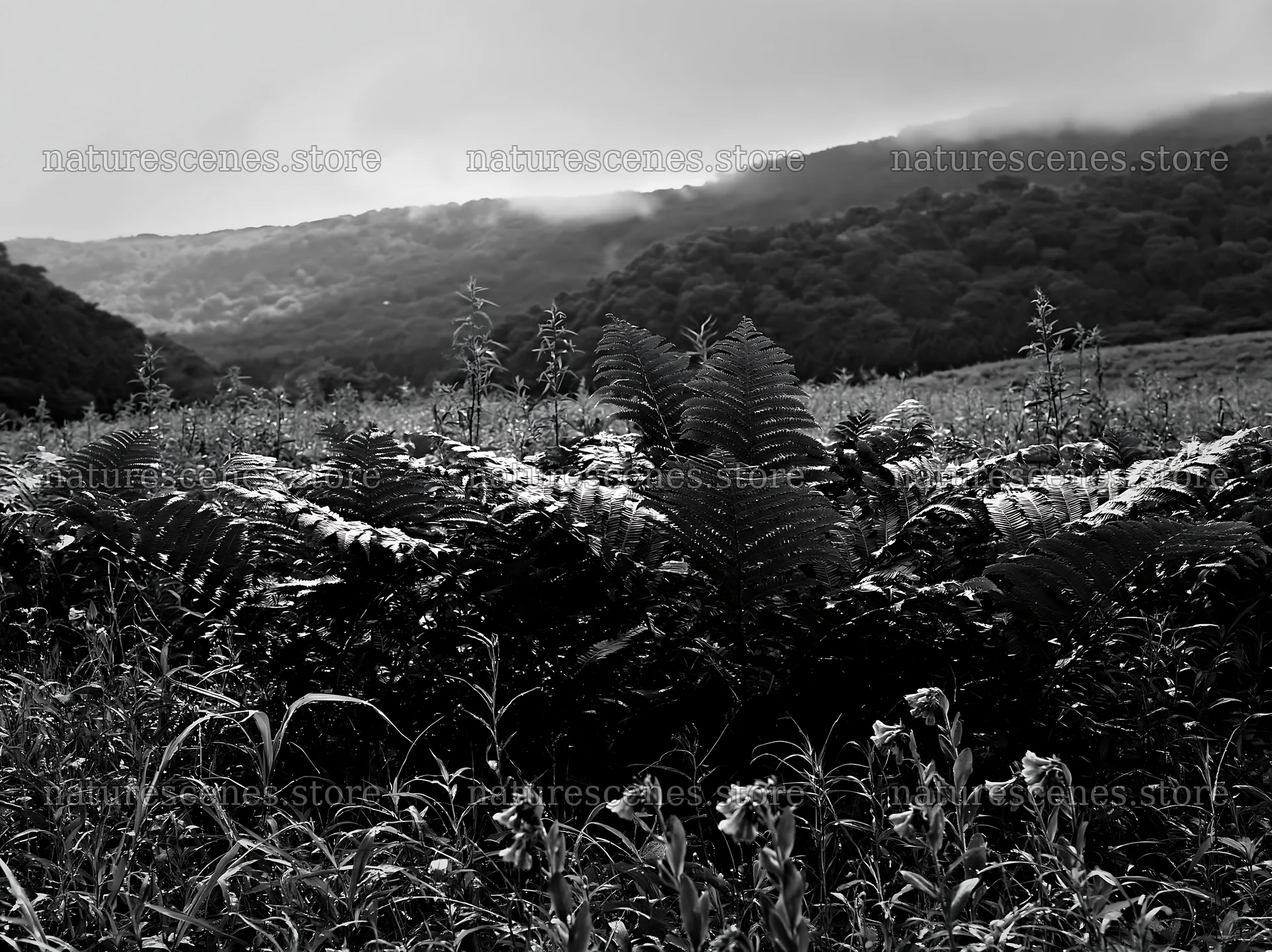 Nara summer meadow with fern foreground and blue flowers – nature scenes 9174x6866