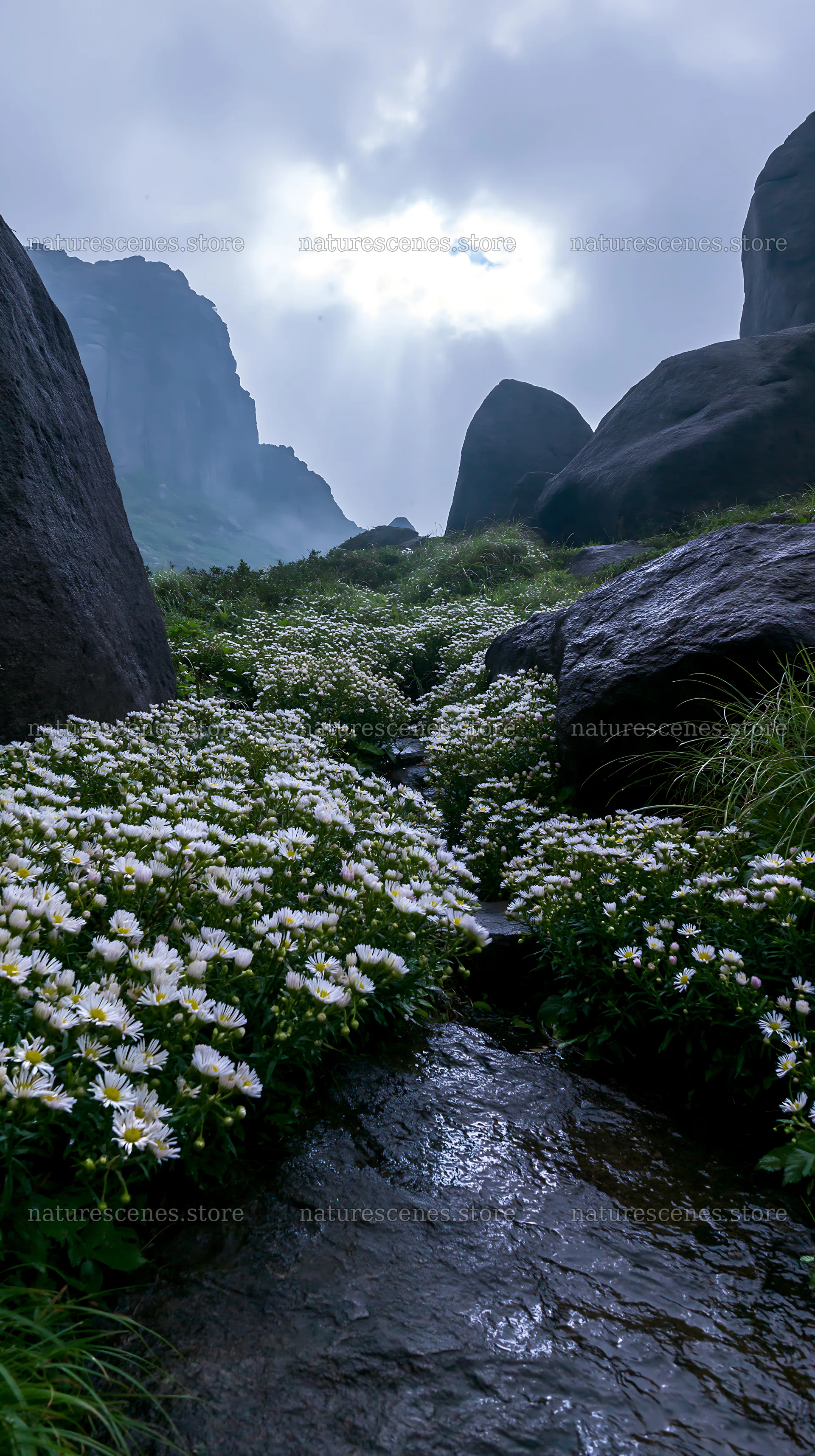 Oita highland meadow with granite stones and flowing water – nature scenes 5938x10608