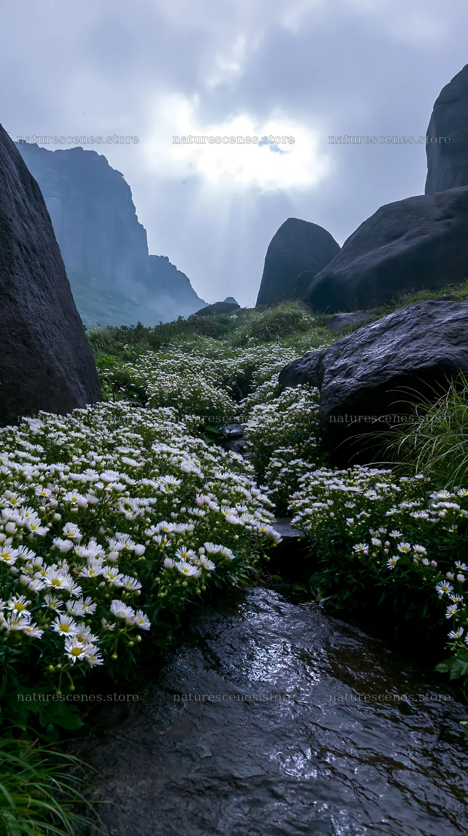 Oita highland meadow with granite stones and flowing water – nature scenes 5938x10608