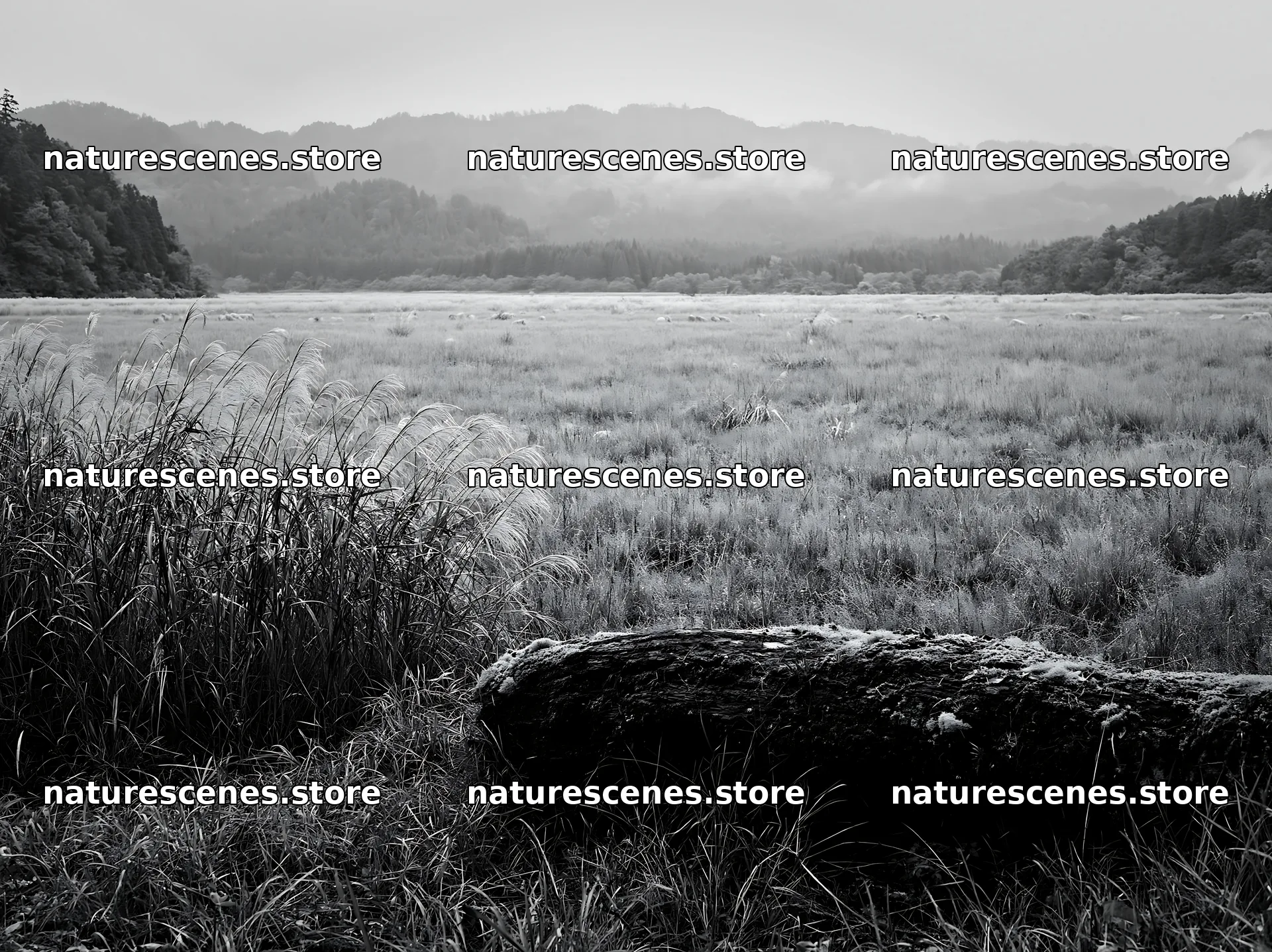 Gifu low carbon meadow mossy log in a natural landscape – nature scenes 9174x6866