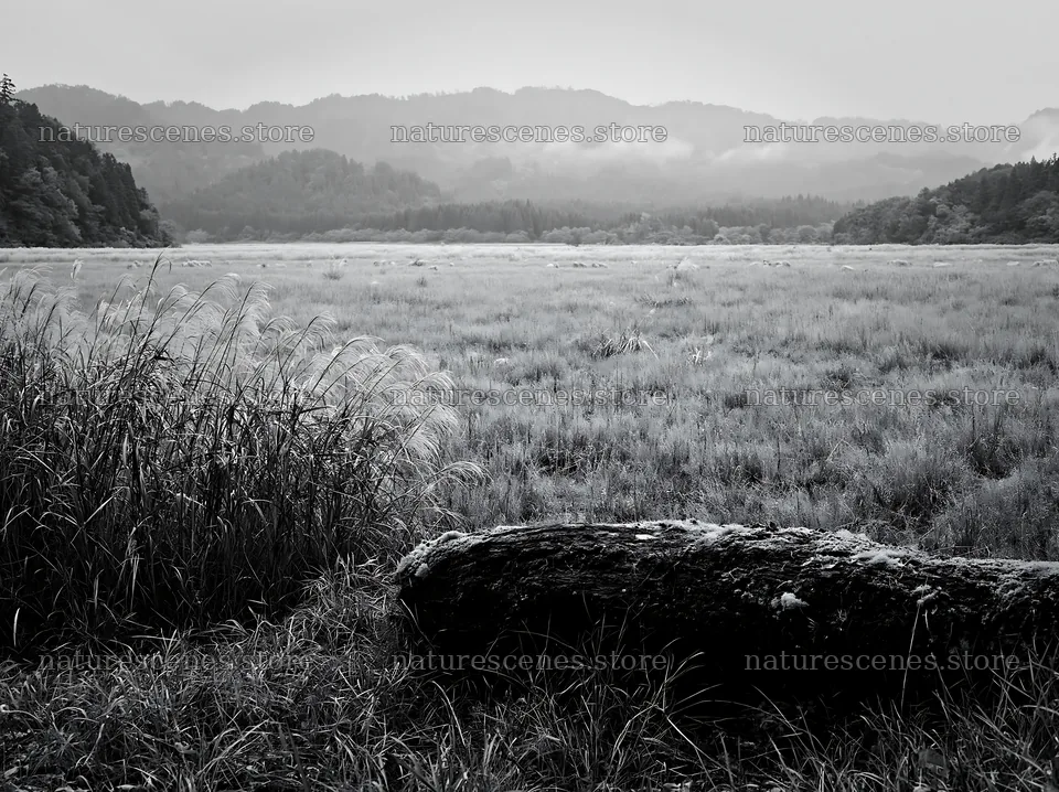 Gifu low carbon meadow mossy log in a natural landscape – nature scenes 9174x6866