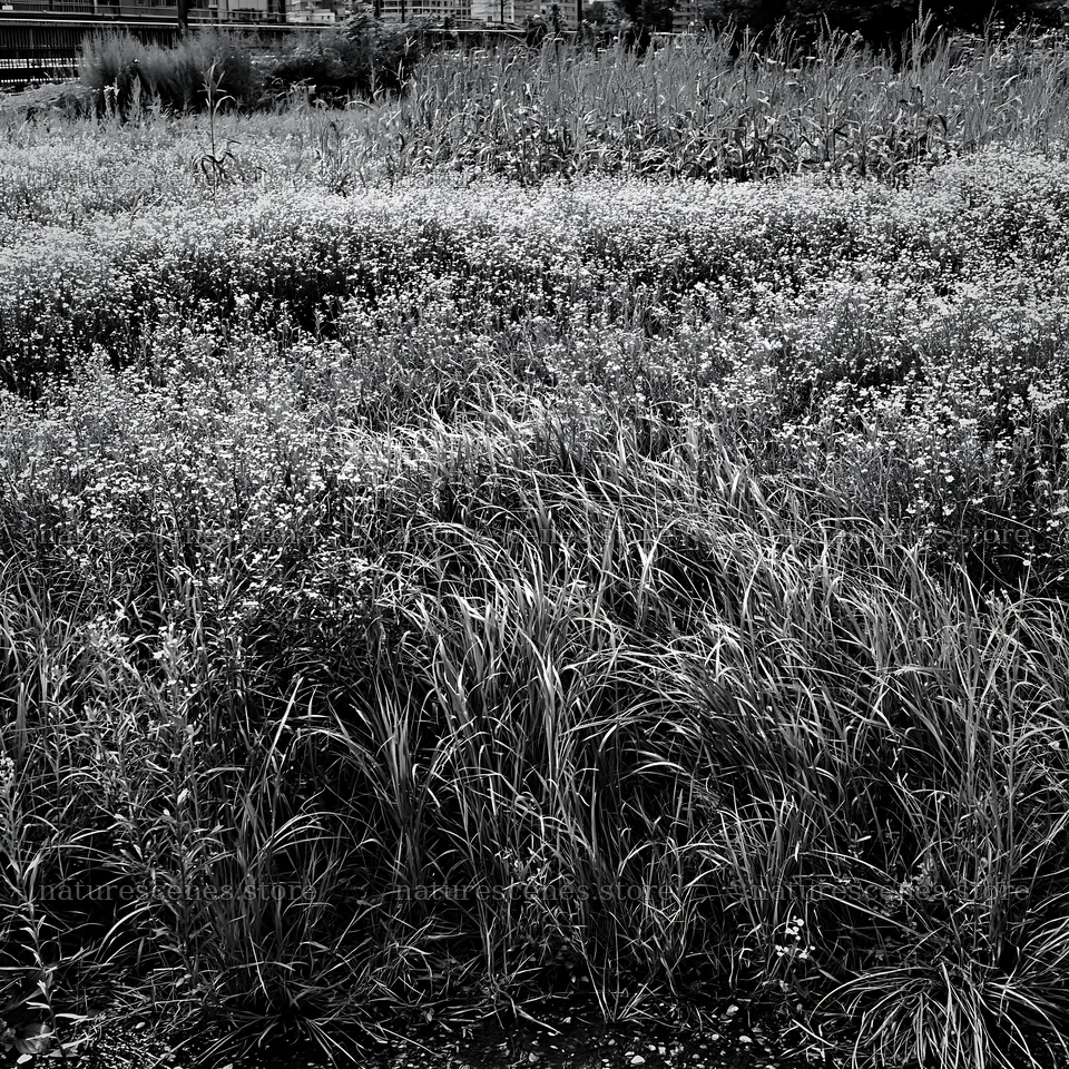 Tokyo urban biodiversity meadow with seedheads full of green grass – nature scenes 7938x7938